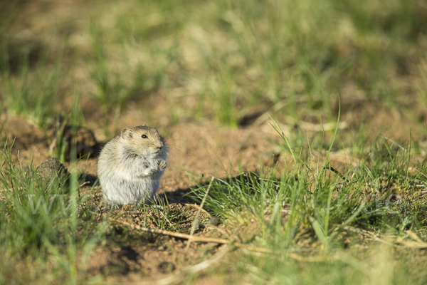 Brandt-Wühlmaus (Lasiopodomys brandtii)