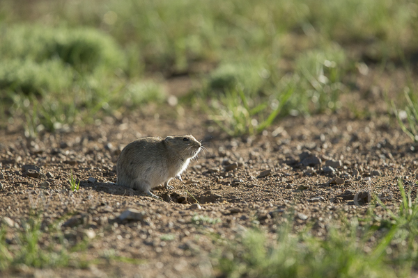 Brandt-Wühlmaus (Lasiopodomys brandtii)