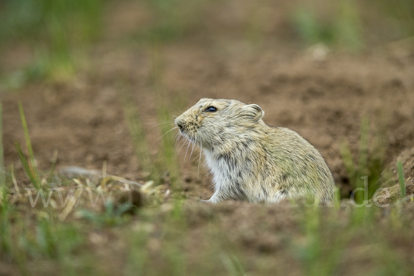 Brandt-Wühlmaus (Lasiopodomys brandtii)