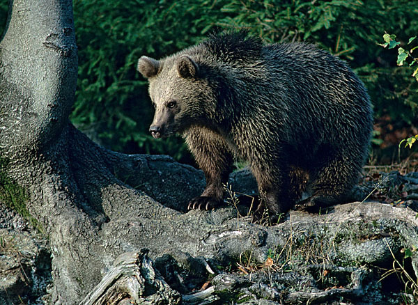 Braunbär (Ursus arctos)