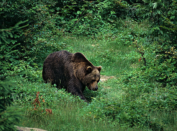 Braunbär (Ursus arctos)