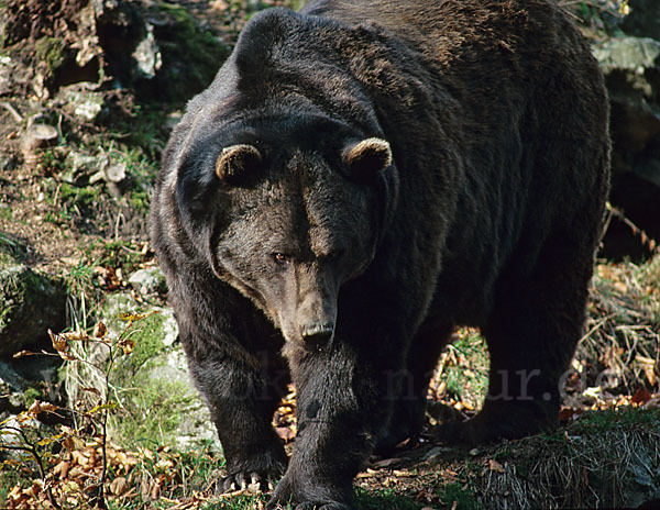 Braunbär (Ursus arctos)