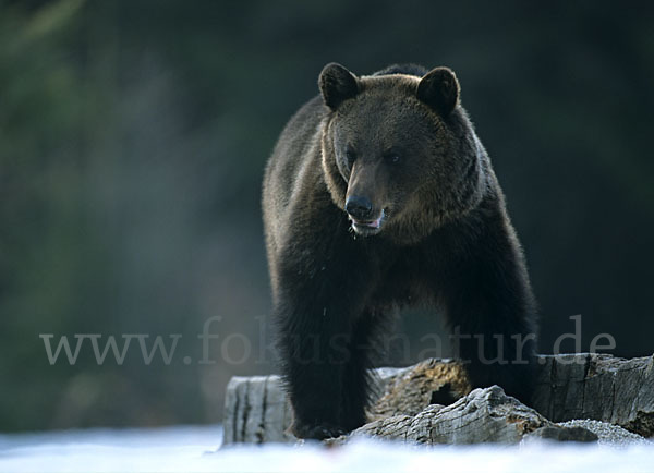 Braunbär (Ursus arctos)