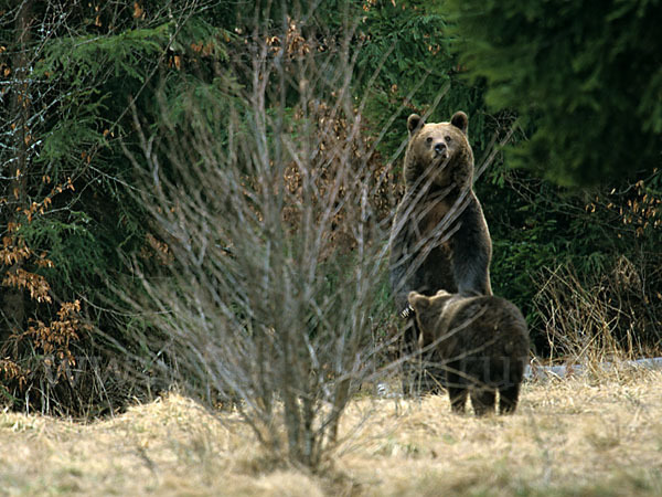 Braunbär (Ursus arctos)