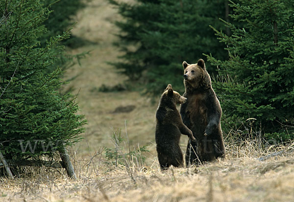 Braunbär (Ursus arctos)