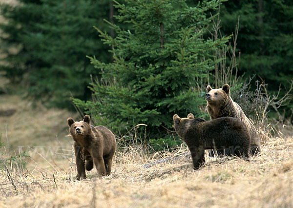 Braunbär (Ursus arctos)