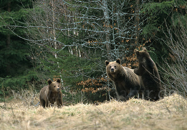 Braunbär (Ursus arctos)