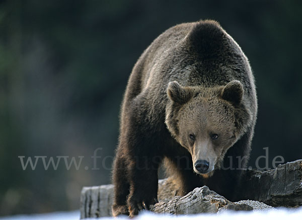 Braunbär (Ursus arctos)