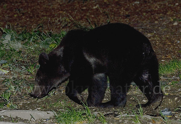 Braunbär (Ursus arctos)