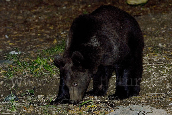 Braunbär (Ursus arctos)