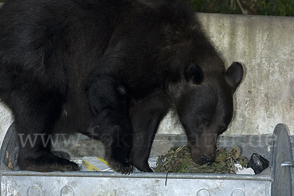 Braunbär (Ursus arctos)