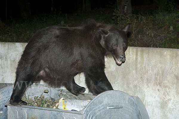 Braunbär (Ursus arctos)