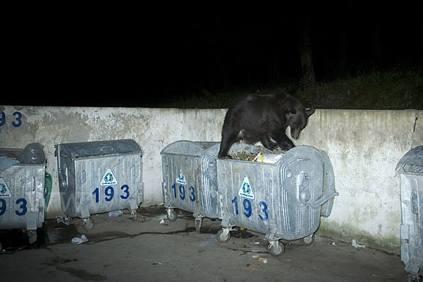 Braunbär (Ursus arctos)