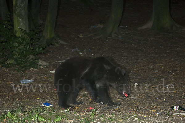 Braunbär (Ursus arctos)