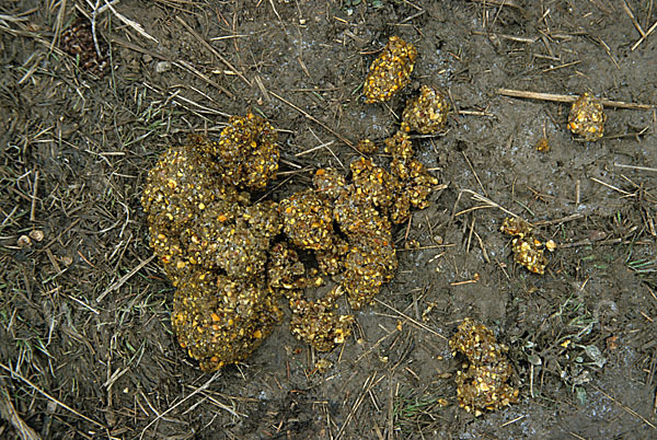 Braunbär (Ursus arctos)