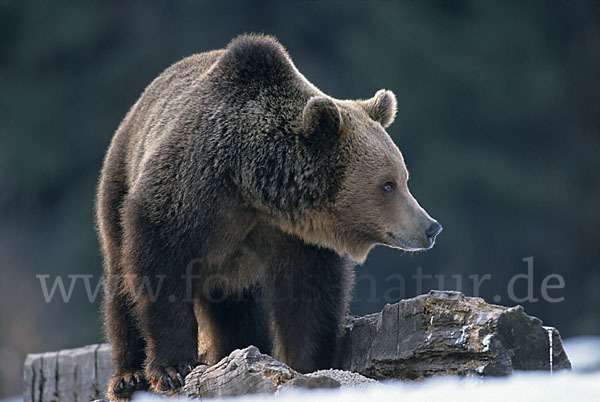 Braunbär (Ursus arctos)