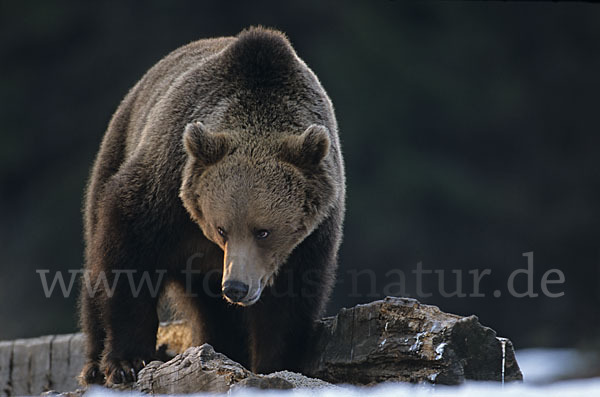 Braunbär (Ursus arctos)