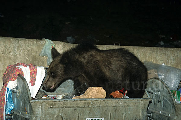 Braunbär (Ursus arctos)