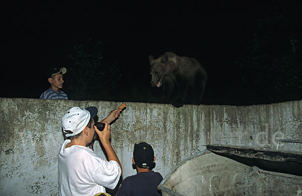 Braunbär (Ursus arctos)