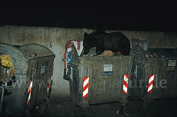 Braunbär (Ursus arctos)