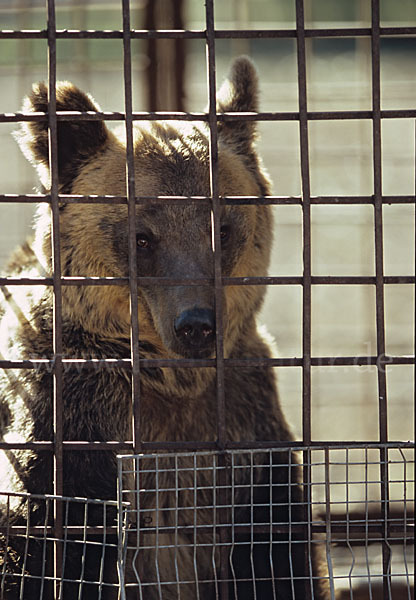 Braunbär (Ursus arctos)