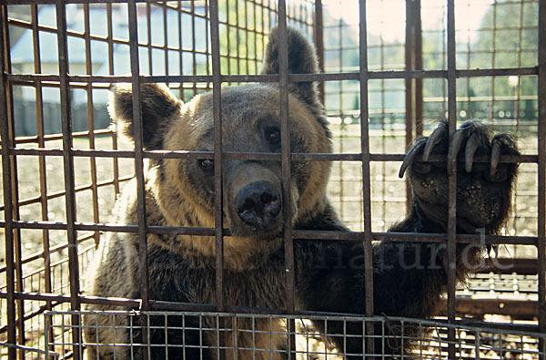 Braunbär (Ursus arctos)