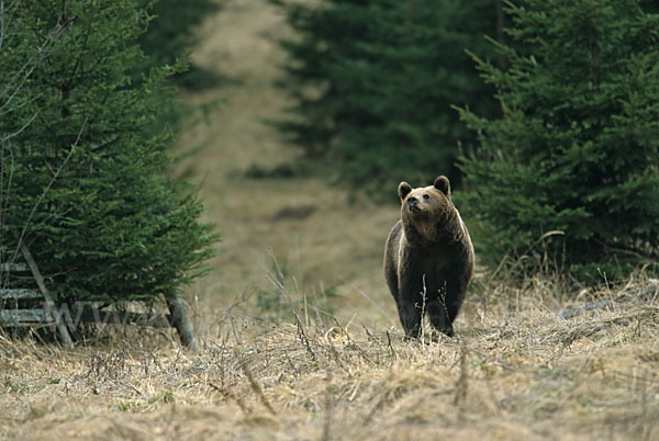 Braunbär (Ursus arctos)