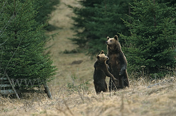 Braunbär (Ursus arctos)