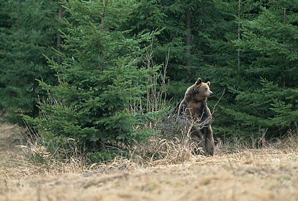 Braunbär (Ursus arctos)