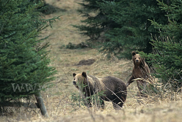 Braunbär (Ursus arctos)