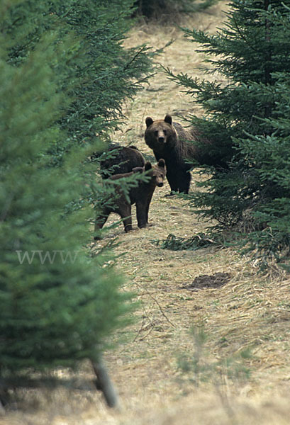 Braunbär (Ursus arctos)