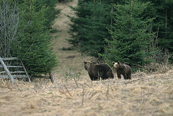 Braunbär (Ursus arctos)