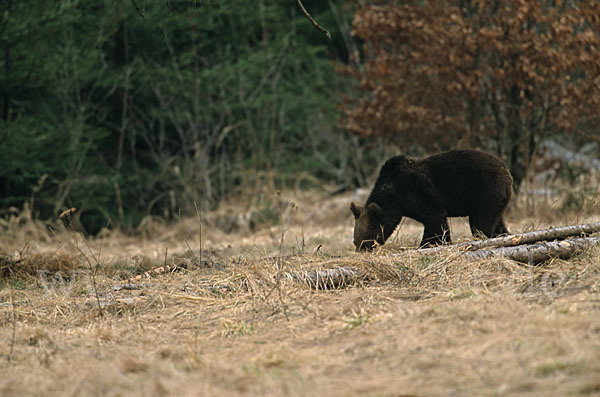 Braunbär (Ursus arctos)