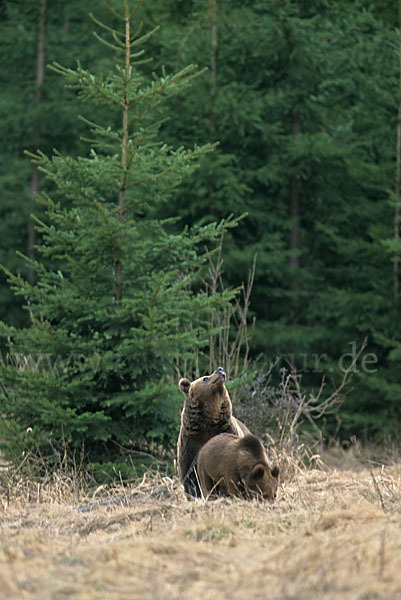 Braunbär (Ursus arctos)