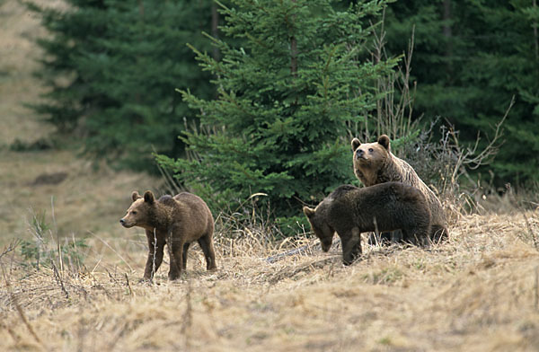 Braunbär (Ursus arctos)