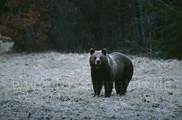 Braunbär (Ursus arctos)