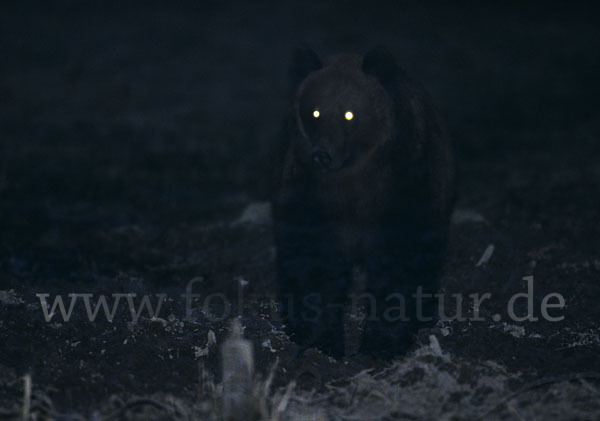 Braunbär (Ursus arctos)