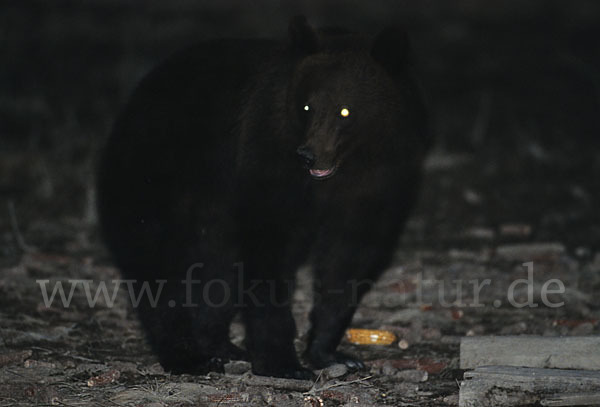 Braunbär (Ursus arctos)