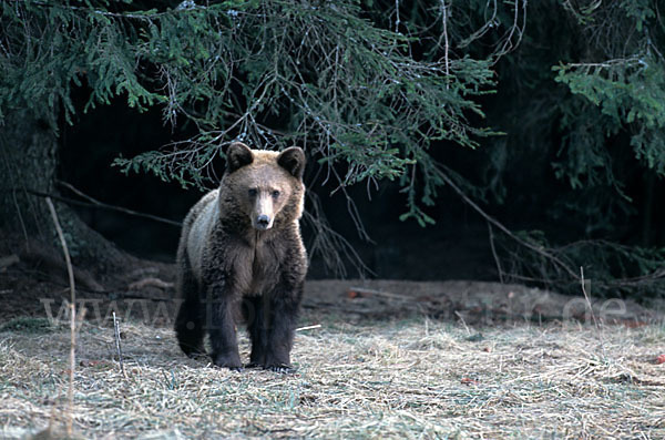 Braunbär (Ursus arctos)