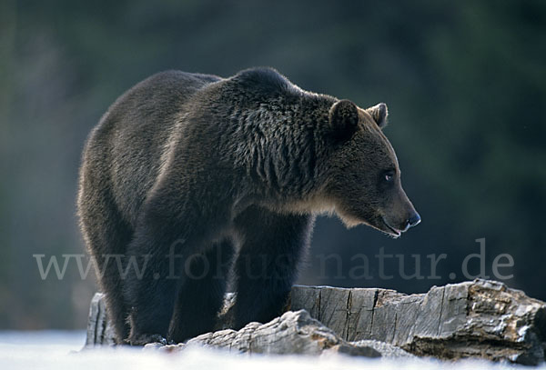 Braunbär (Ursus arctos)