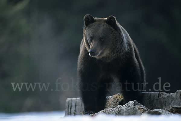 Braunbär (Ursus arctos)