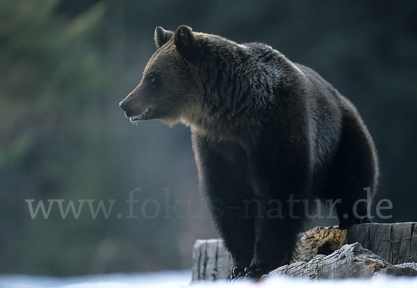 Braunbär (Ursus arctos)