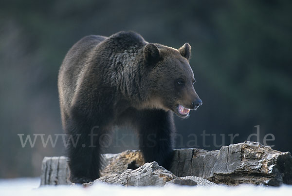 Braunbär (Ursus arctos)