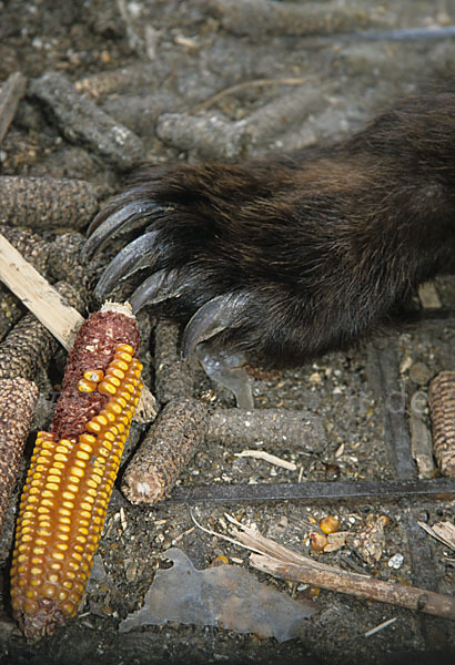 Braunbär (Ursus arctos)