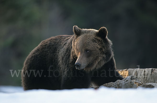 Braunbär (Ursus arctos)