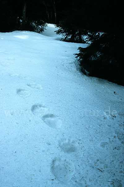 Braunbär (Ursus arctos)