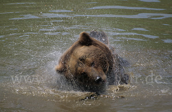 Braunbär (Ursus arctos)