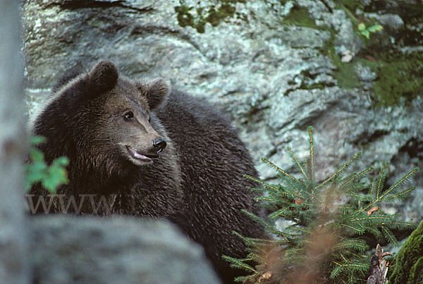 Braunbär (Ursus arctos)