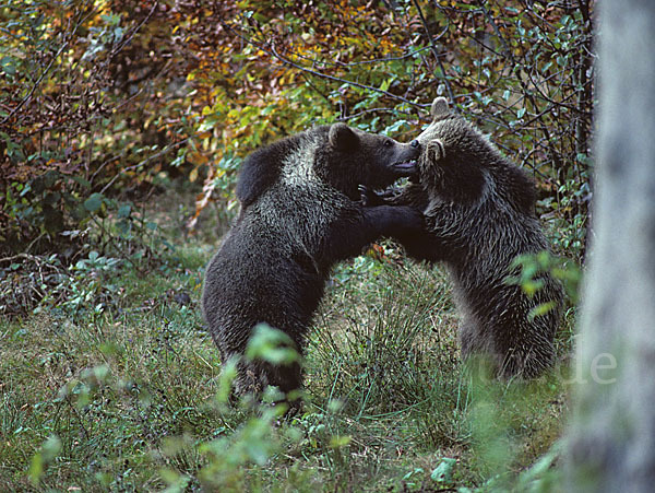 Braunbär (Ursus arctos)