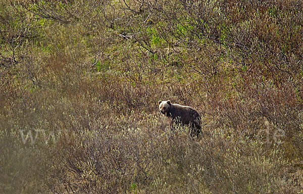 Braunbär (Ursus arctos)